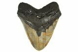 Beastly, Fossil Megalodon Tooth - Huge NC Meg #298799-1